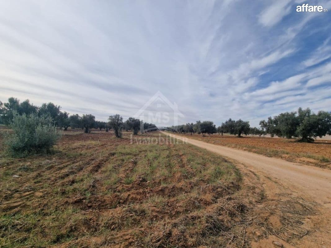 Terrain de 970 m² à Hammamet Sud à vendre à 230 MD 51355351