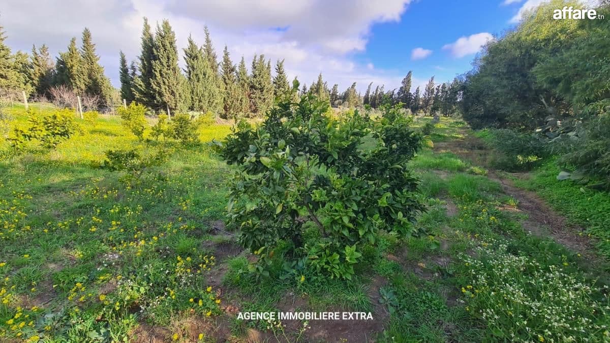 À Vendre : Belle Campagne à Ghardaia, Nabeul – 2700 m²