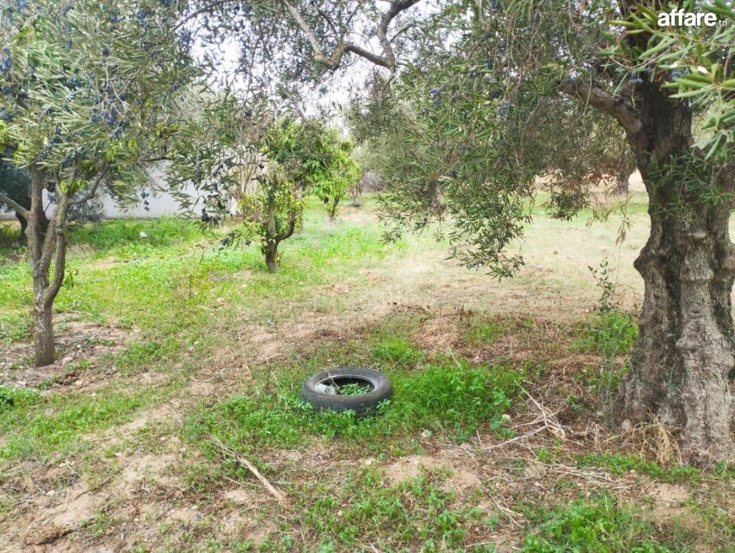 Terrain de 850 m² à vendre à Hammamet Sud 51355351