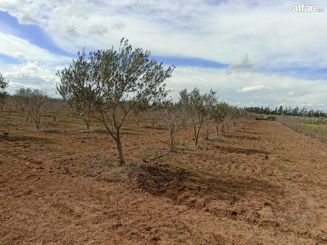 Terrain d oliviers 2h bir mcherga