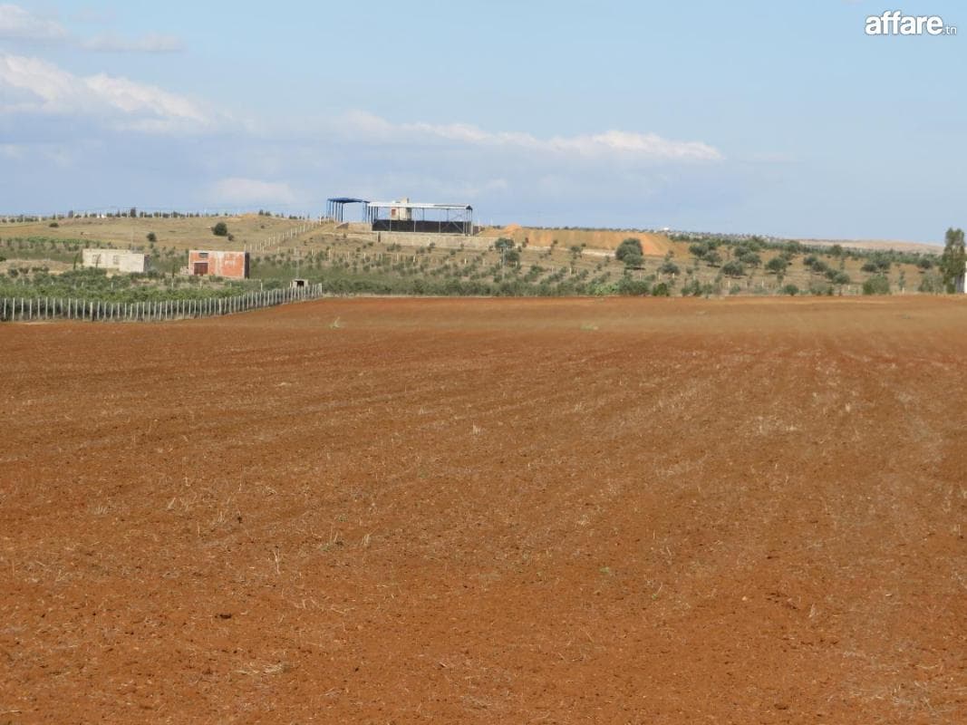  5 hectares terrain agricole