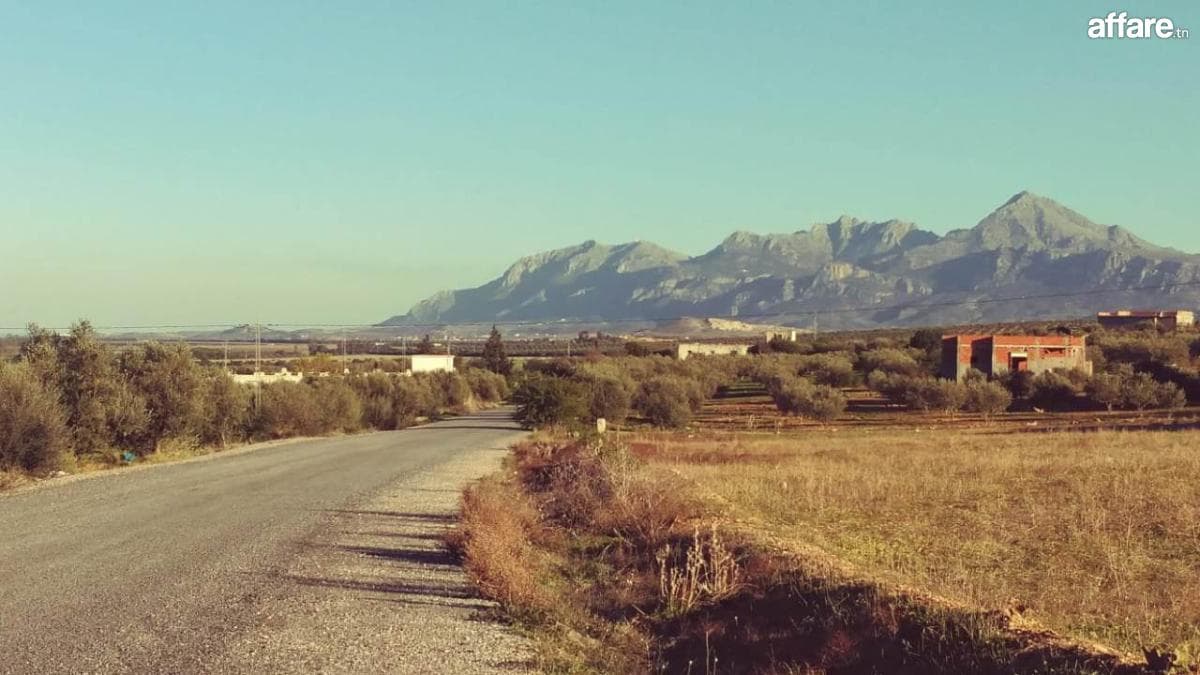 2hectare oliviers à sminja