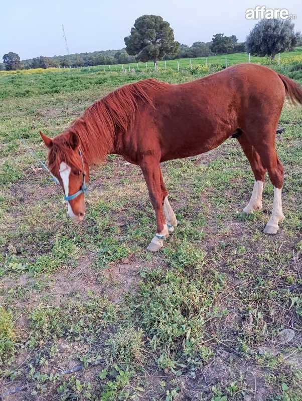 Cheval barbe