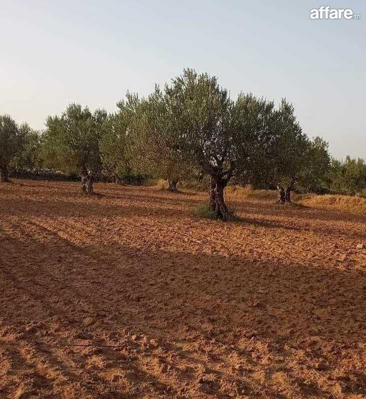 أرض فلاحية للبيع في قفصة الشمالية