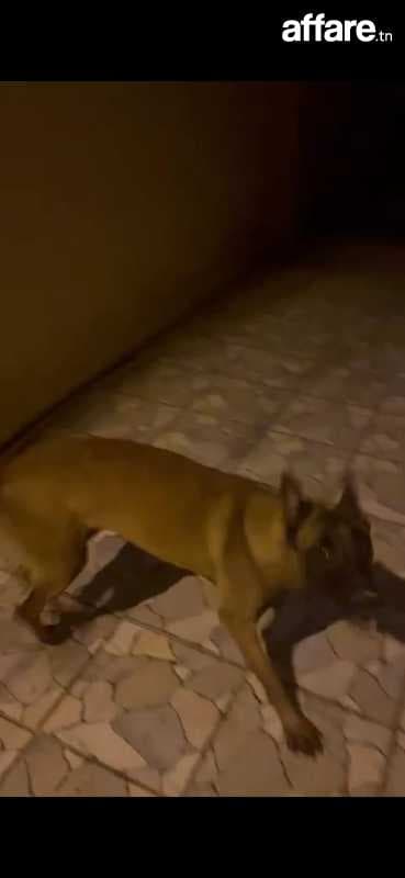 Chienne malinois 