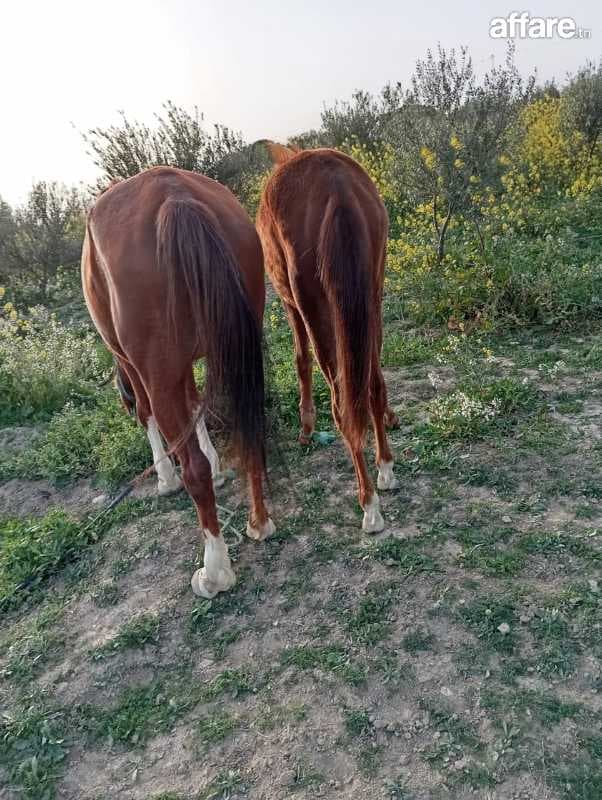 Cheval, barbe 