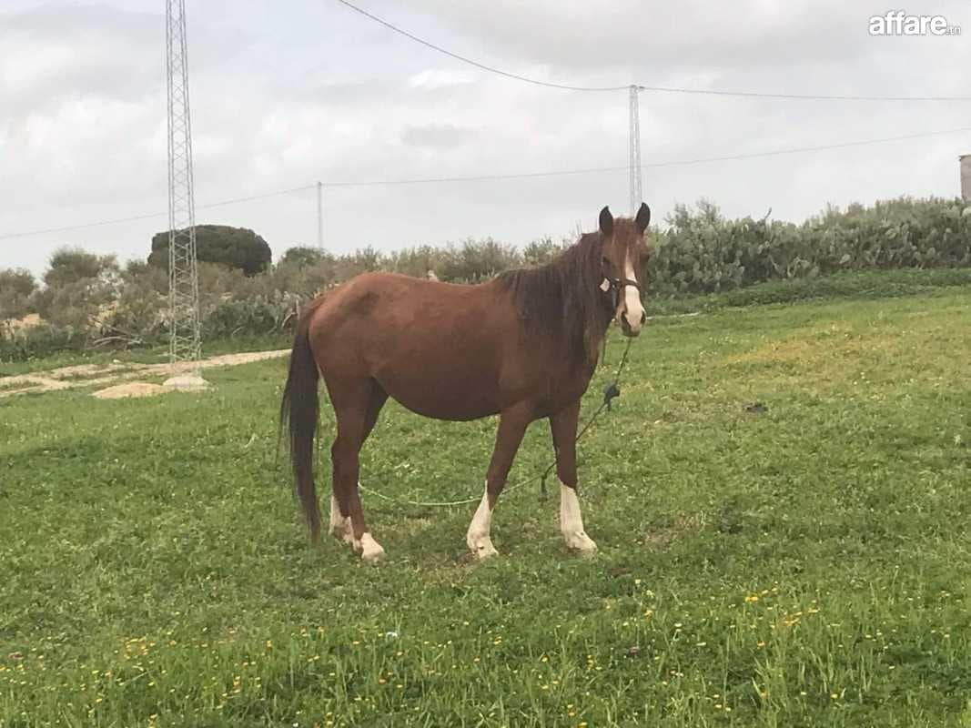 Cheval barbe
