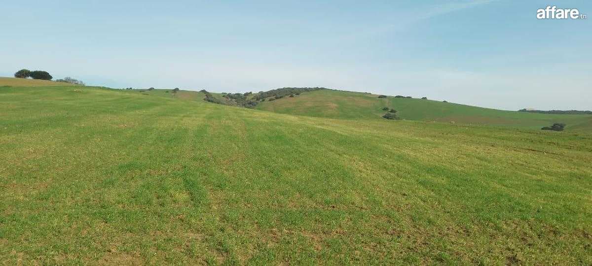 Terrain agricole de 140 hectares nu beja