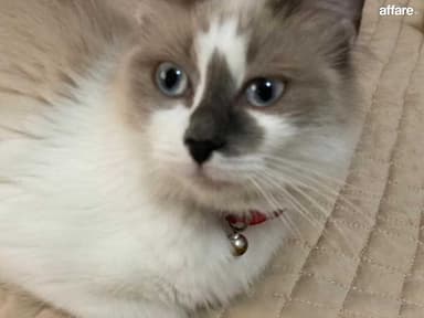 Ragdoll