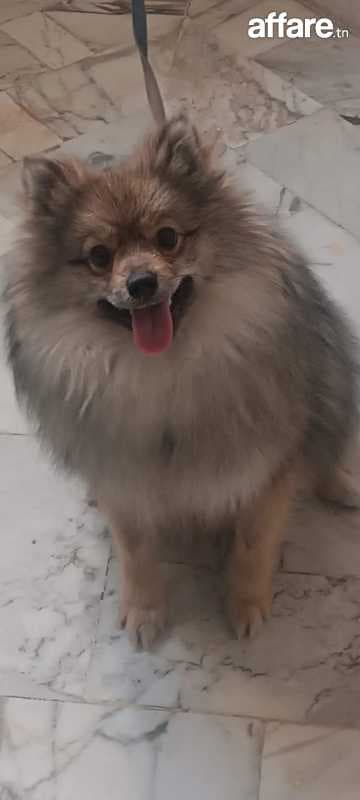 Beau spitz male a vendre prix très intéressant age 1 ans 