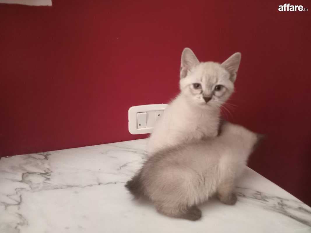 Chat Ciamoi 