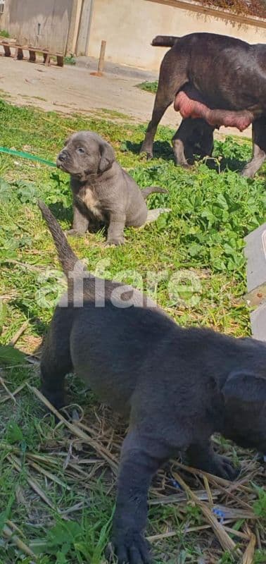 Av chiots cane corso