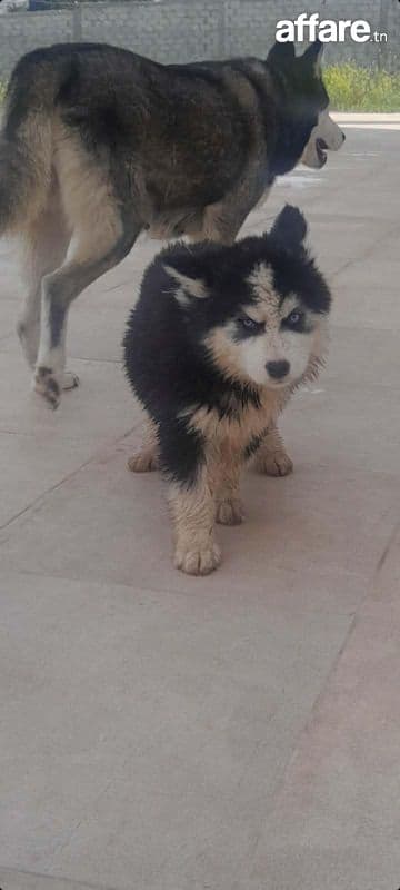 3 adorables chiots Husky à vendre