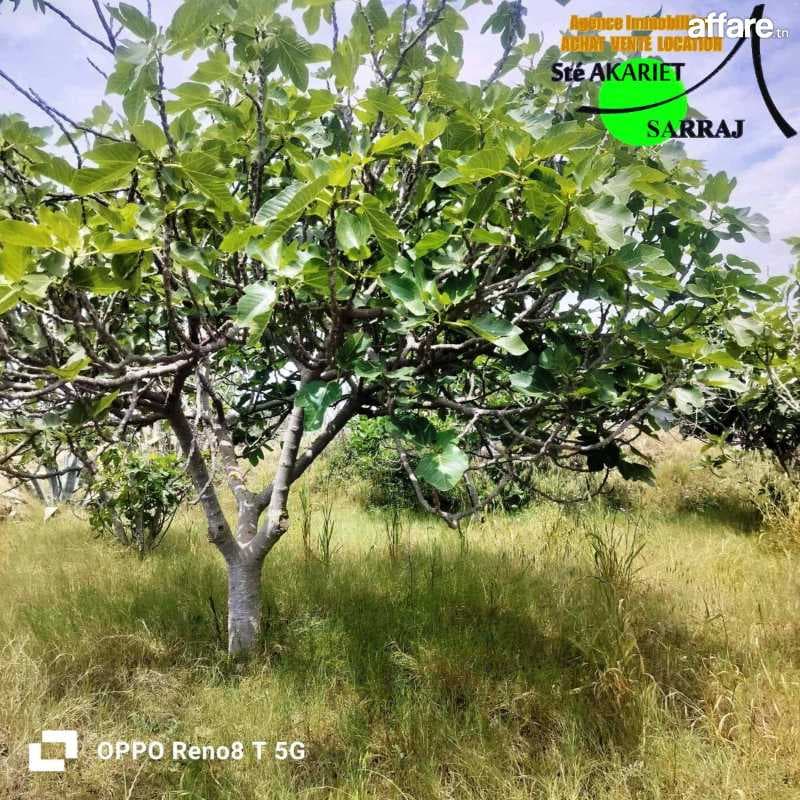 bon_offre #Terrain Agricole #Clôturé [#800m²]#kalaa kebira
