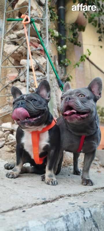 A vendre femelle bouledogue français 