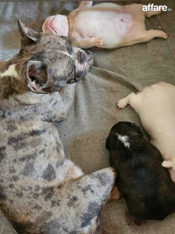 A vendre femelle bouledogue français 