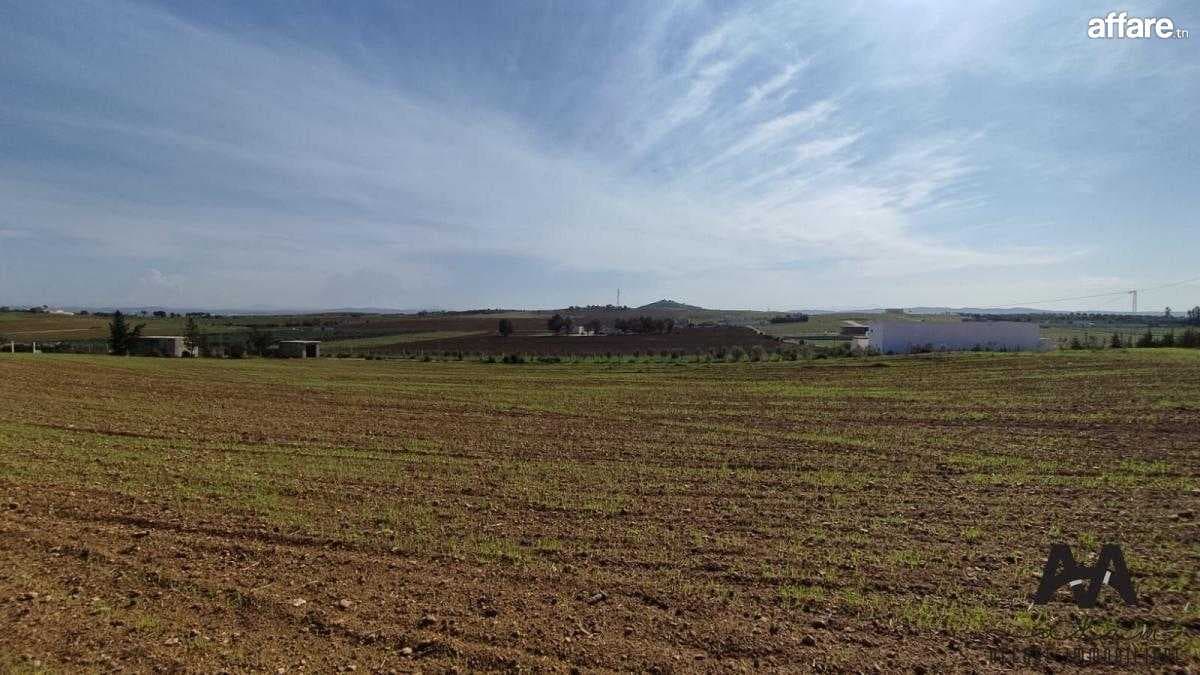 Terrain agricole de 5000 m² à Borj El Amri