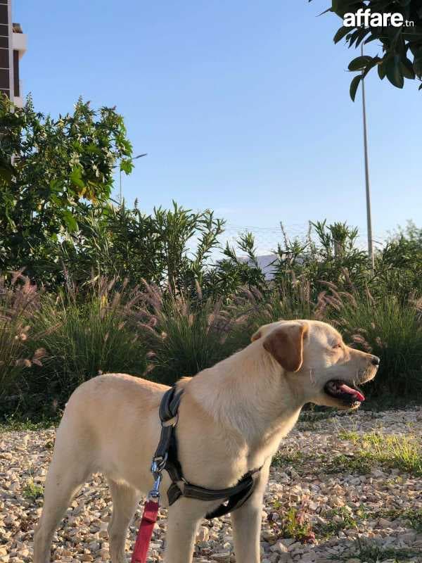 chien labrador geant (bizerte+tunis)