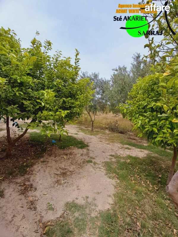 Agréable #Senia #Cloturé [#2 Hectares]#Kalaa Kebira #Baloum