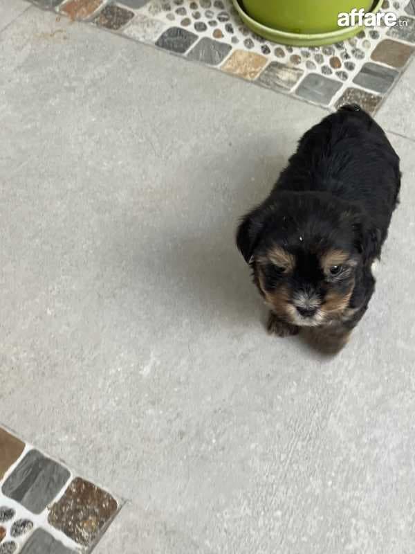 Chiot yorkshire