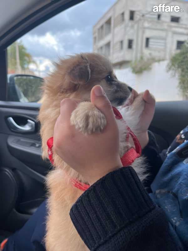Chien caniche