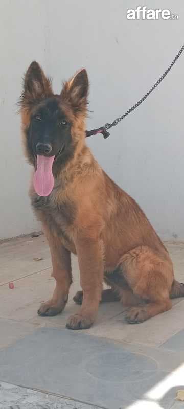 Berger belge malenois