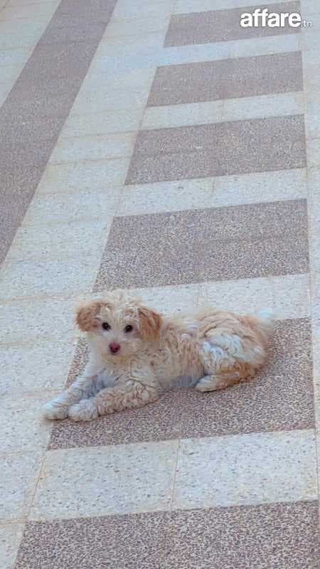 Caniche bichon