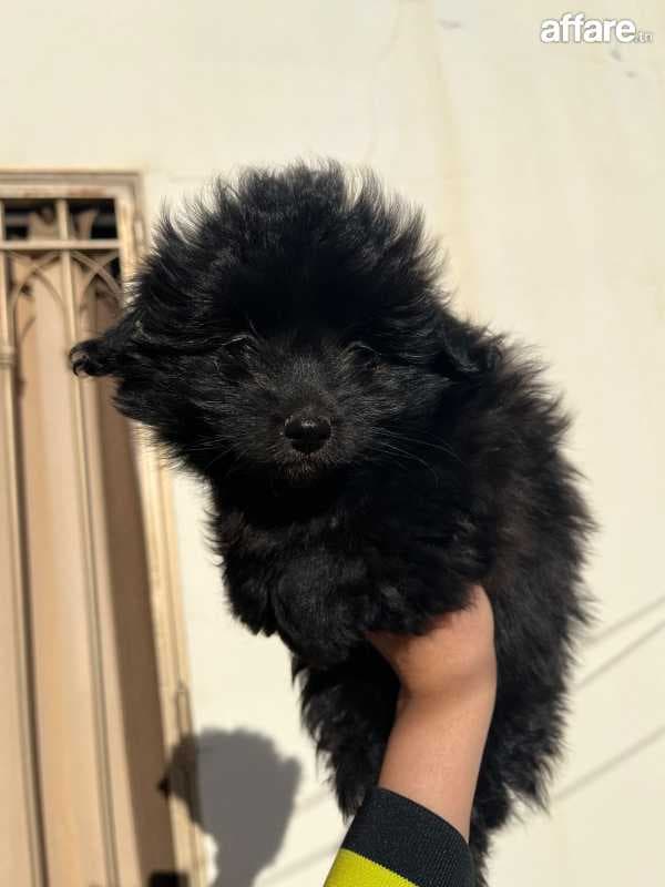 Chien caniche