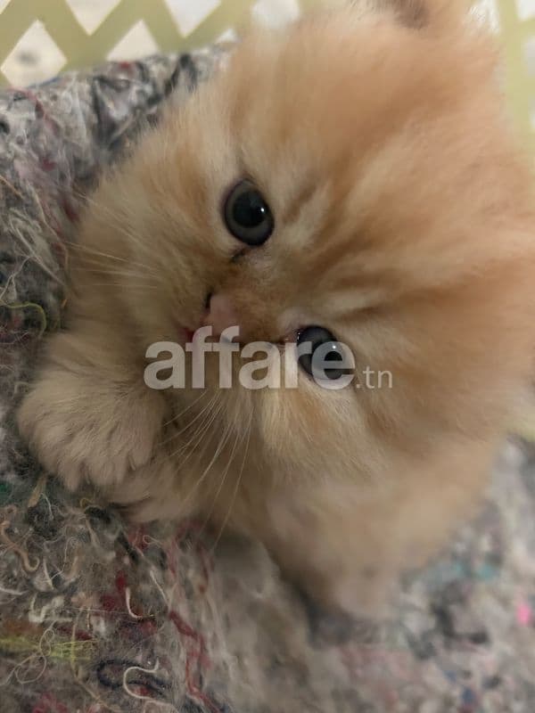 Chatons Persan Mâles à vendre