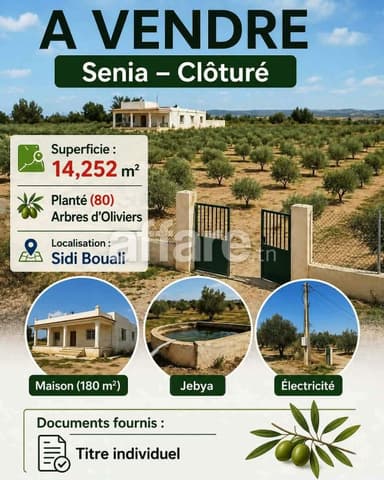 Occasion à ne Pas Rater Senia Clôturé 14252m² Sidi Bouali