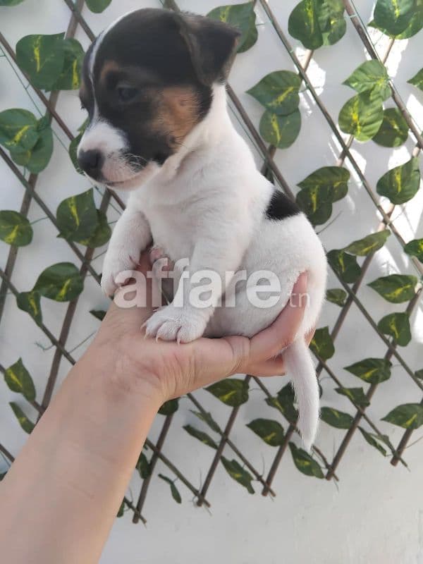 Jack russell terrier 