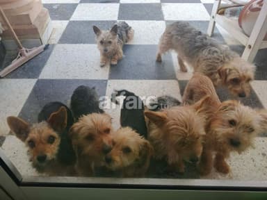 Vente chien 🐕