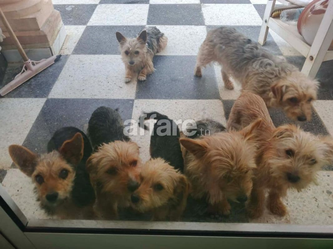 Vente chien 🐕
