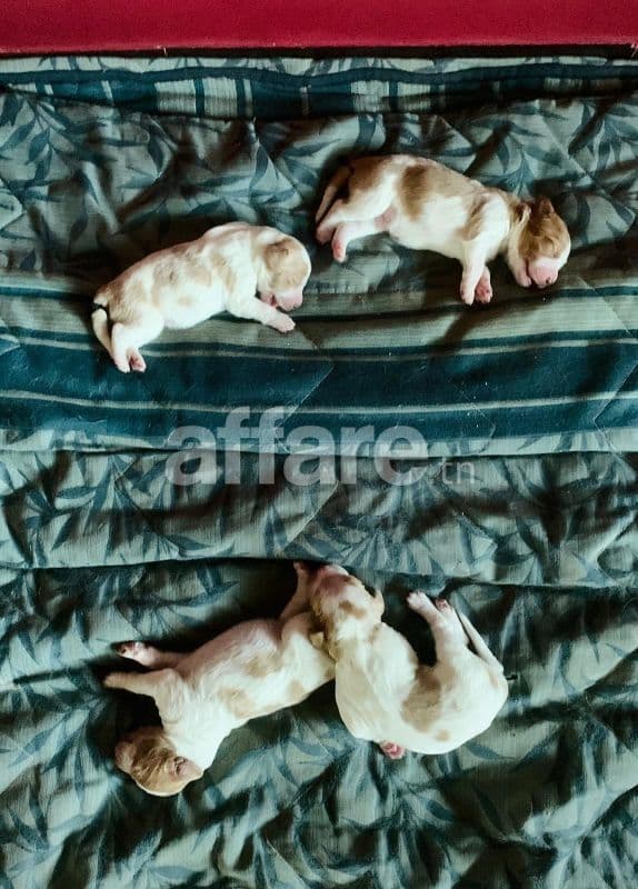 Chiots Épagneul Breton / Brittany Spaniel Puppies