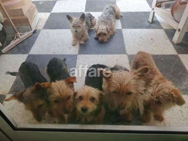 Vente chien 🐕 Yorkshire 