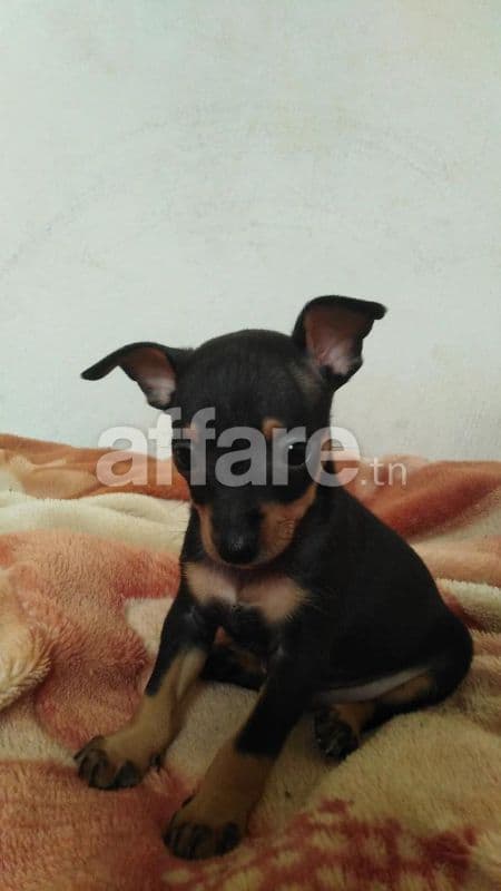 Chiot chihuahua