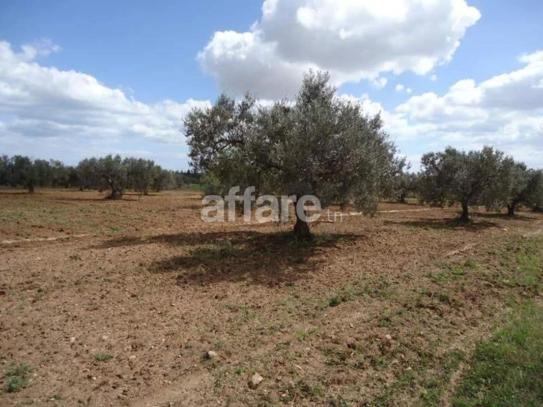 🚨 À VENDRE – TERRAIN AGRICOLE À SOUSSE 🚨