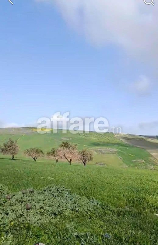TERRAIN A VENDRE A TEBOURSOUK