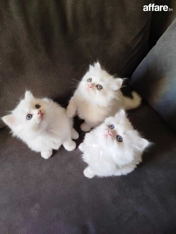 Chatons persans