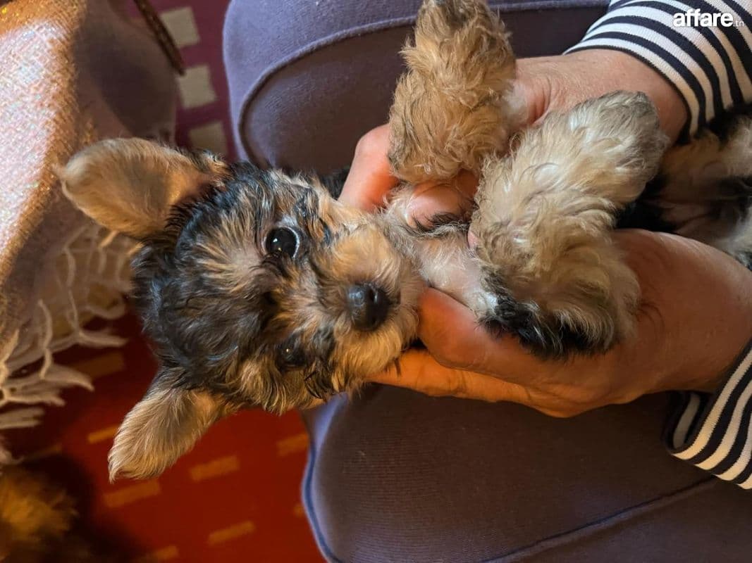 Yorkshire Chiots