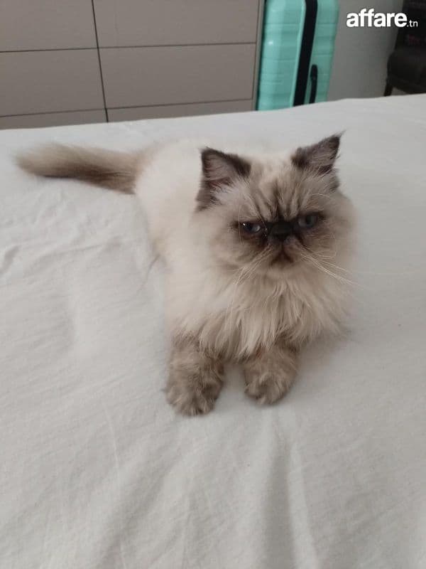 Femelle persan Himalayen 