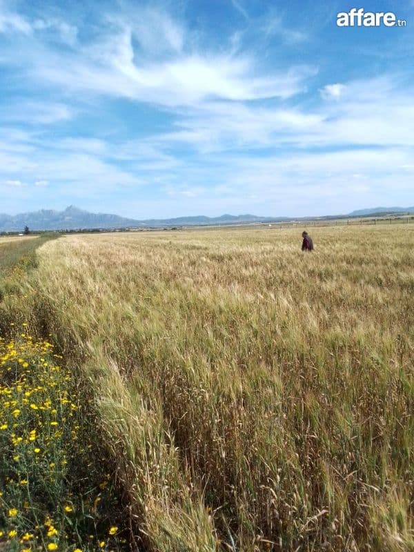 5 Hectares Zaghouan 