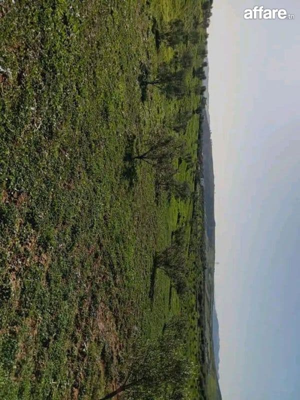 AV terrain 7800m avec oliviers à hammamet sud 