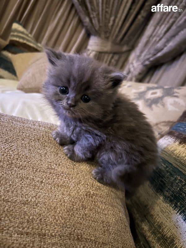 chatons persan de race  à vendre