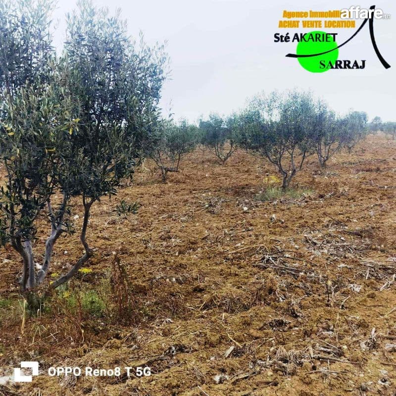 Terrain Agricole [#6 Hectares Et #9479m²]#Enfidha (El Frada)