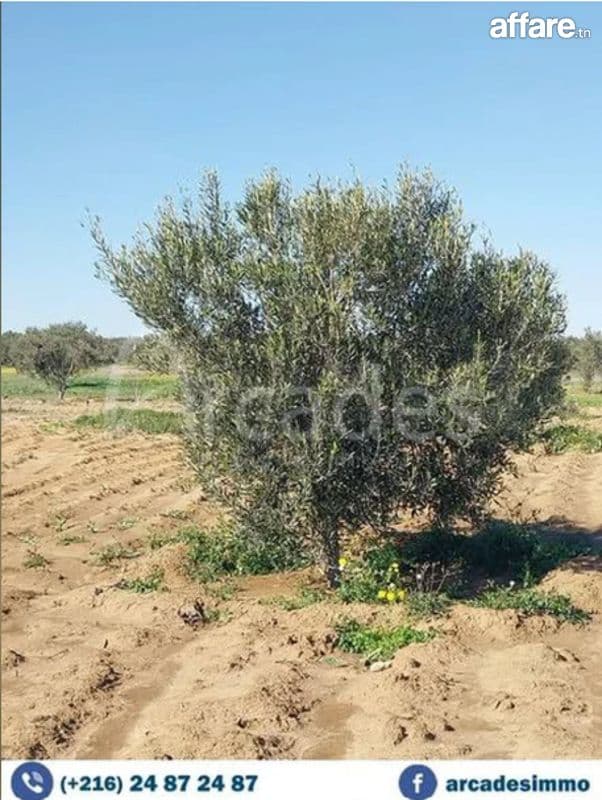 فرصة للبيع :أرض فلاحية بواد الجبس المنستير
