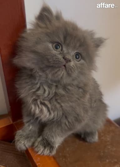 Chaton mâles Persan race pure à vendre 