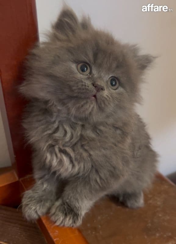 Chaton mâles Persan race pure à vendre 