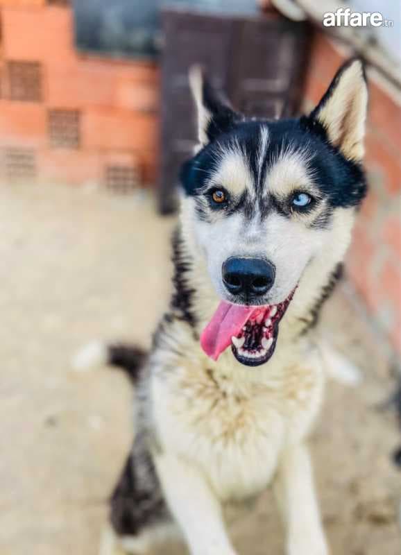 Magnifique Husky Sibérien à vendre – Pure race, vacciné et j
