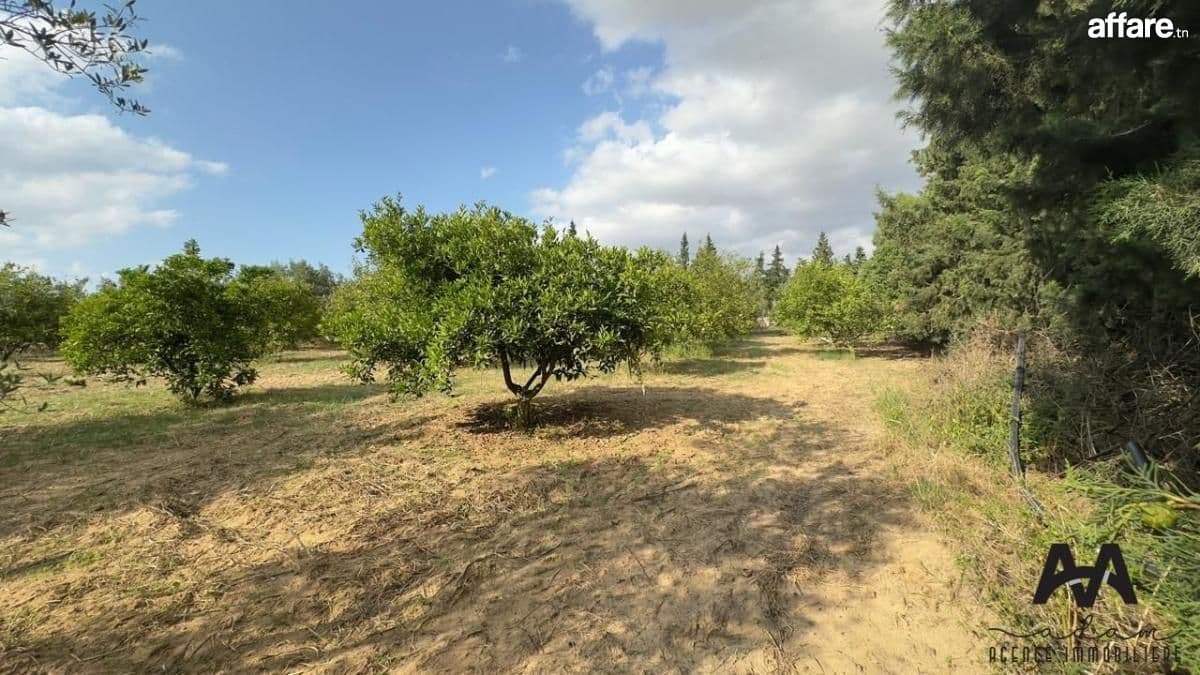 Terrain agricole de 2500 m² à El Machrouha, Gouvernorat de N